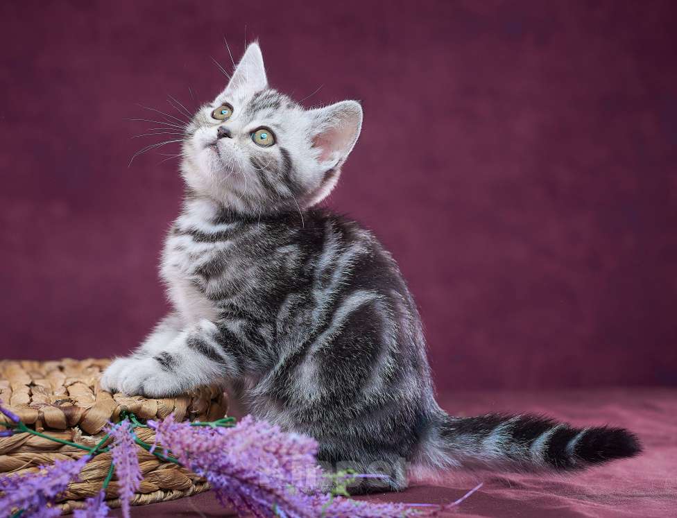 Кошки в Барнауле: Котик-страйт Тамерлан💚 Мальчик, Бесплатно - фото 2