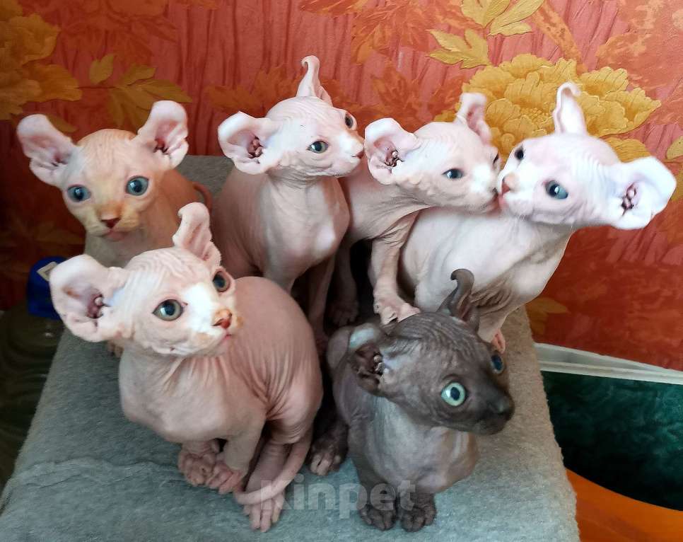 Кошки в Самаре: Котик эльф готов к самостоятельной жизни, ест сухой корм, лоток без проблем, содержание свободное.  Мальчик, 20 000 руб. - фото 5