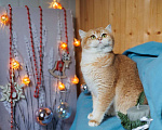 Кошки в Владивостоке: Британский котенок. Очаровательная шоколадка  Девочка, 60 000 руб. - фото 2