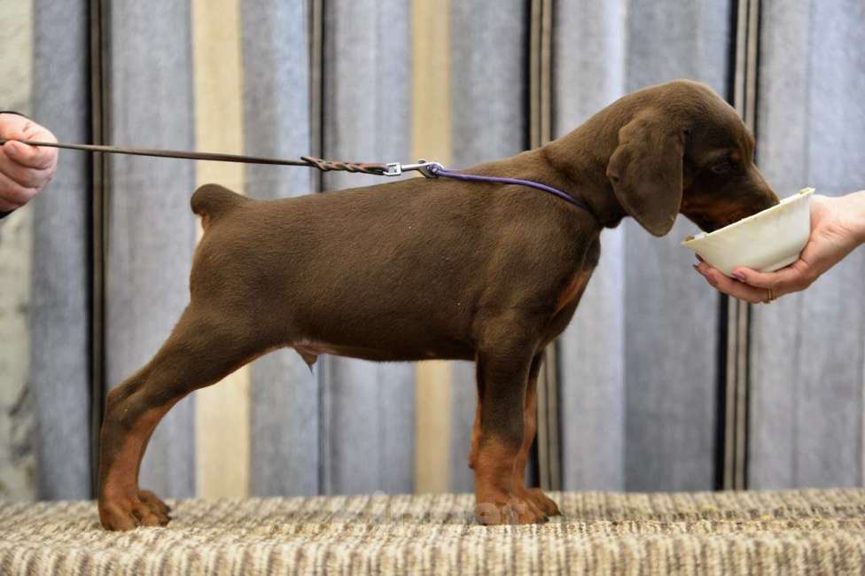 Собаки в других городах Московской области: Щенки добермана Мальчик, 65 000 руб. - фото 2