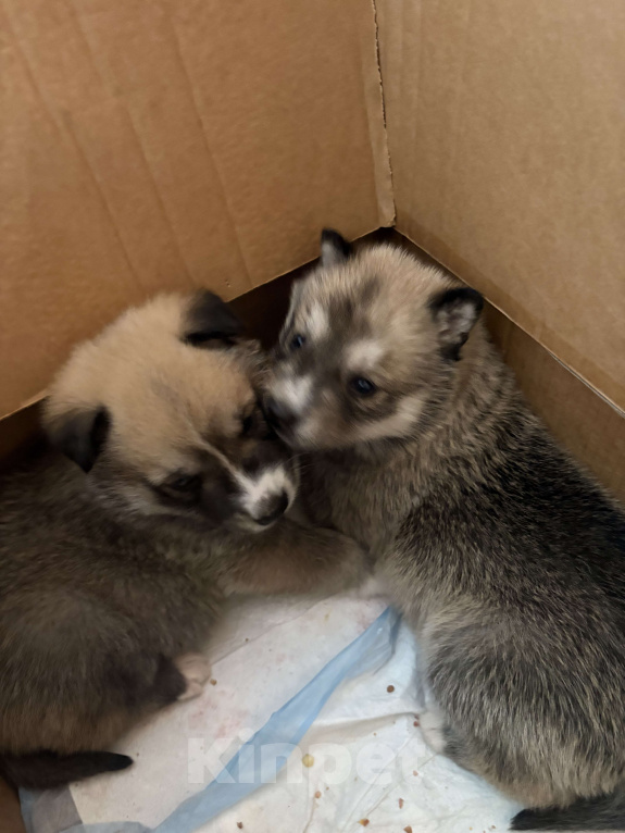 Собаки в других городах Свердловской области: Стрелка Девочка, Бесплатно - фото 2