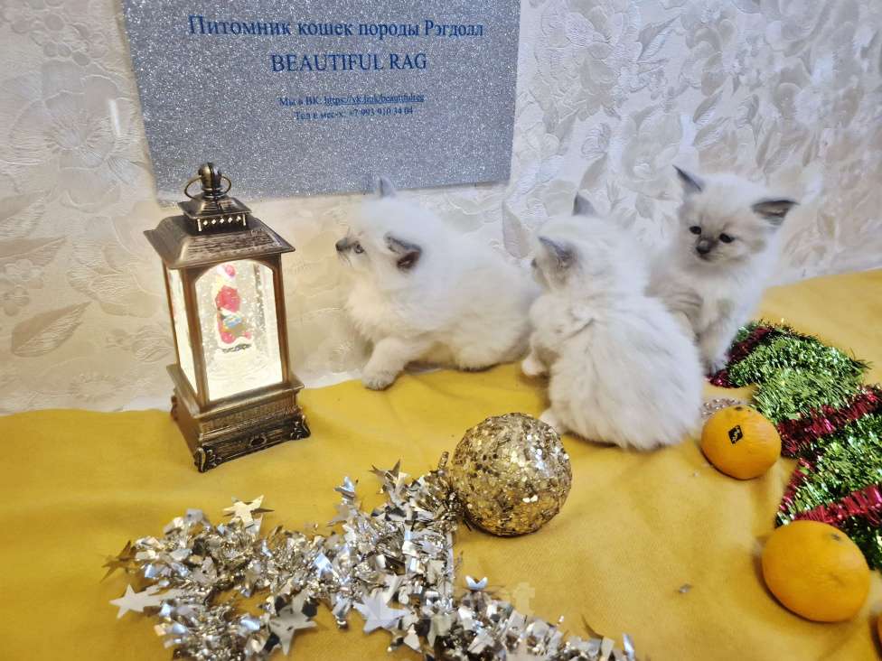 Кошки в Москве: Рэгдолл девочки Девочка, 80 000 руб. - фото 6