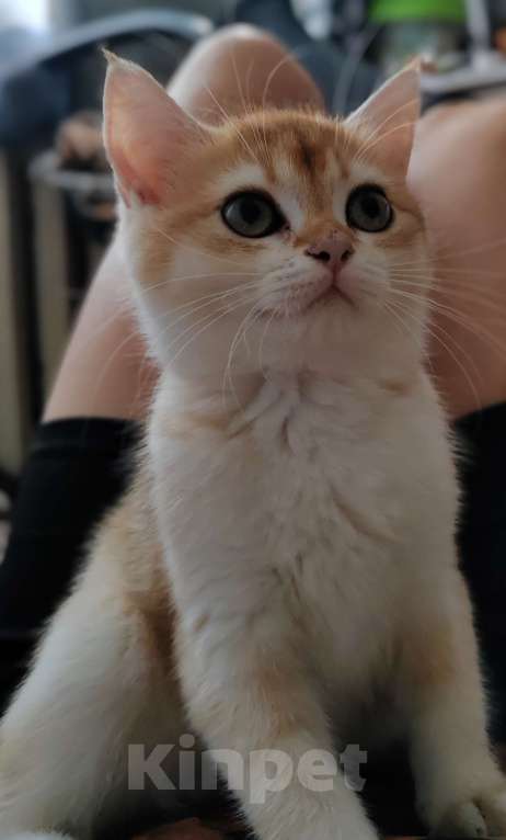 Кошки в Владивостоке: Шотландская золотая шиншилла Девочка, Бесплатно - фото 2