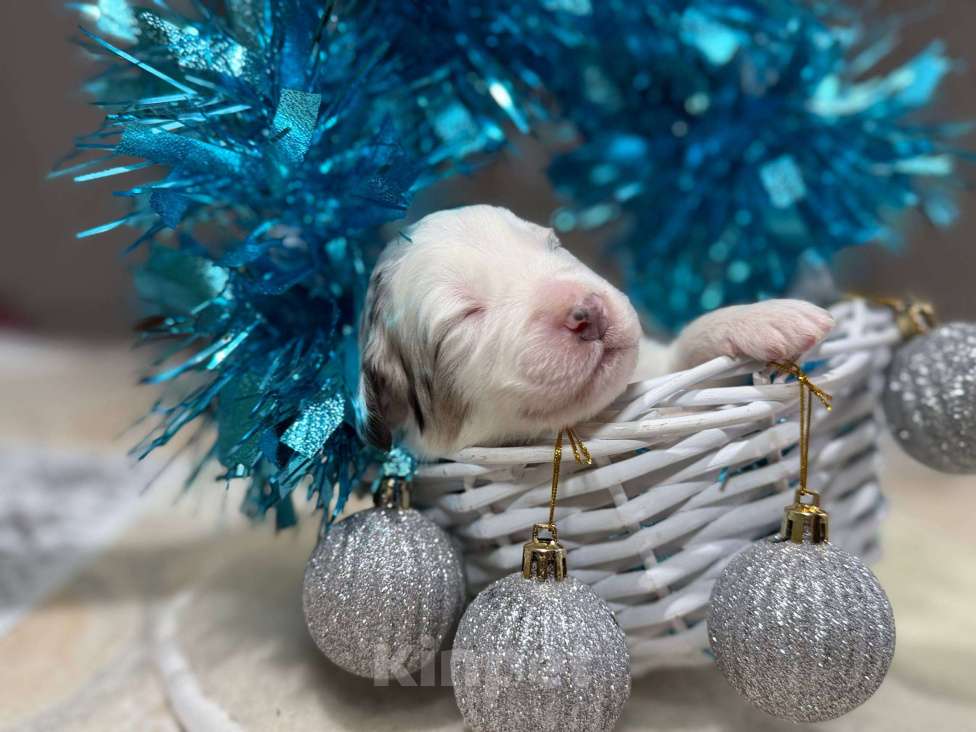 Собаки в других городах Московской области: Шарфик, брак под вопросом  Мальчик, 120 000 руб. - фото 6