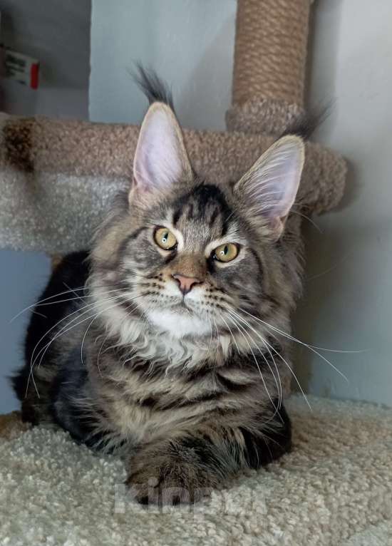 Кошки в Севастополе: Котёнок чёрный мрамор Мальчик, 55 000 руб. - фото 5