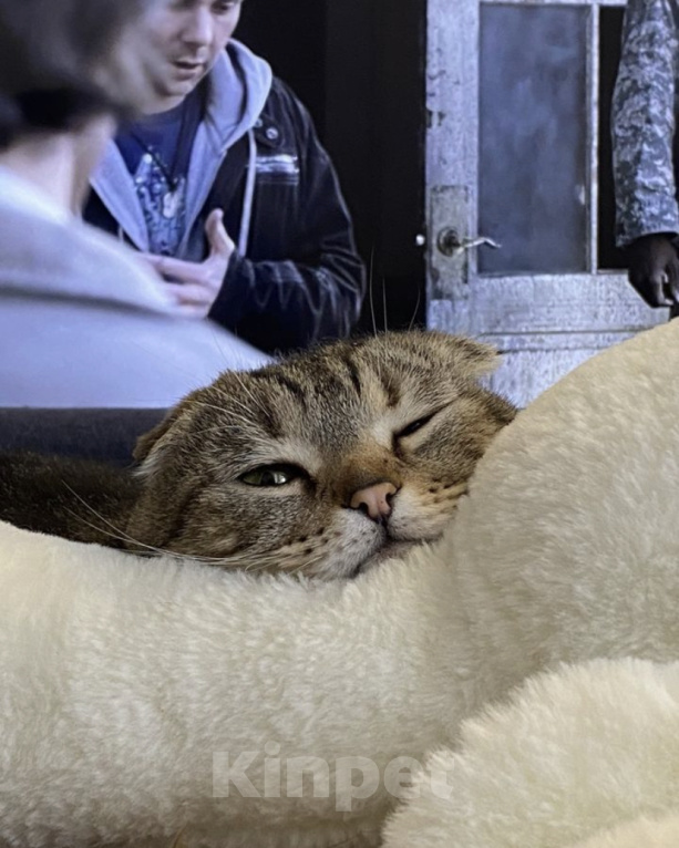 Кошки в Уфе: Шотландская вислоухая кошка Гера Девочка, Бесплатно - фото 1