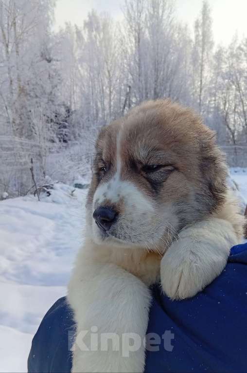 Собаки в Печоре: Девочка САО Девочка, 40 000 руб. - фото 2