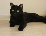 Кошки в Санкт-Петербурге: Кошечка чернышечка  ищет дом  Девочка, Бесплатно - фото 2