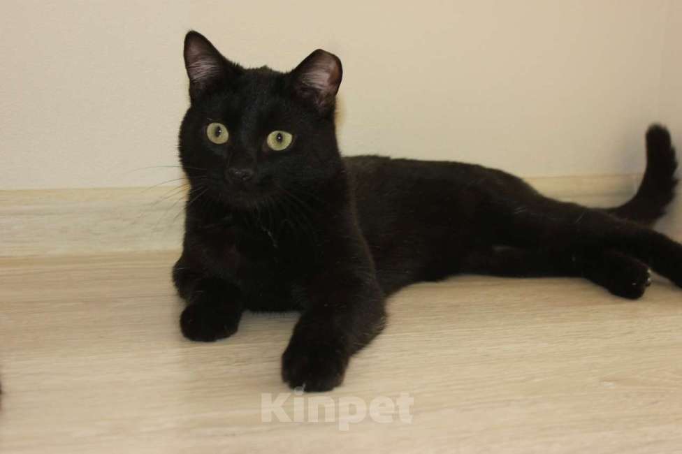 Кошки в Санкт-Петербурге: Кошечка чернышечка  ищет дом  Девочка, Бесплатно - фото 2