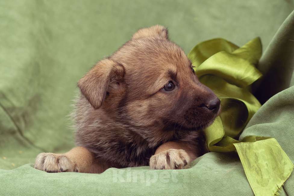 Собаки в Москве: щенок Коржик в добрые руки Мальчик, Бесплатно - фото 9