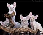 Кошки в Краснодаре: Сапфир  Мальчик, 45 000 руб. - фото 2