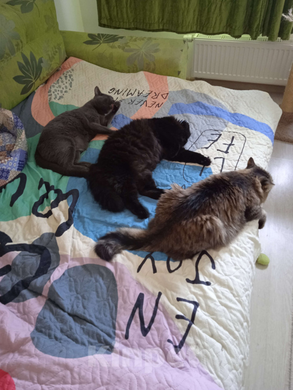 Кошки в Москве: Котик Найт в добрые руки Мальчик, 300 руб. - фото 6