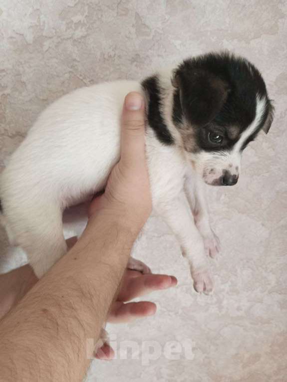 Собаки в Астрахани: 3 девочки ищут любящие семьи Девочка, Бесплатно - фото 7