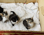 Кошки в Истре: Котята  Девочка, Бесплатно - фото 2