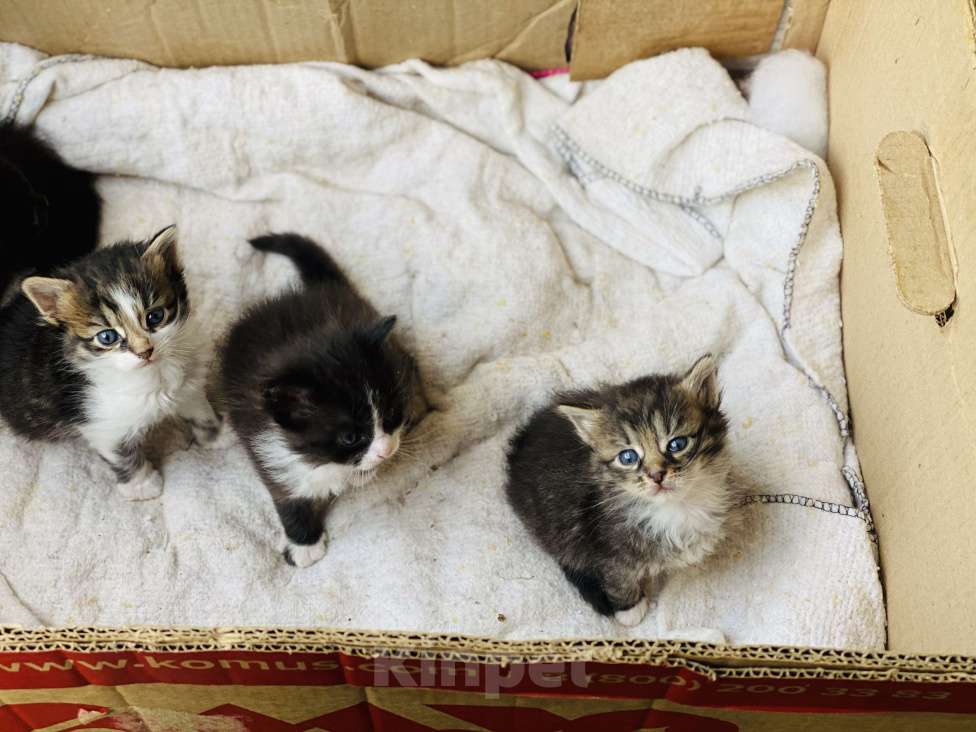 Кошки в Истре: Котята  Девочка, Бесплатно - фото 2