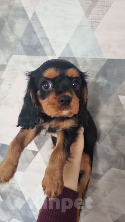 Собаки в других городах Калининградской области: Кавалер Кинг Чарльз Спаниель Мальчик, 38 000 руб. - фото 3