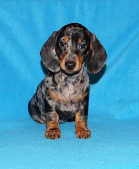 Такса стандартная г-ш. РКФ