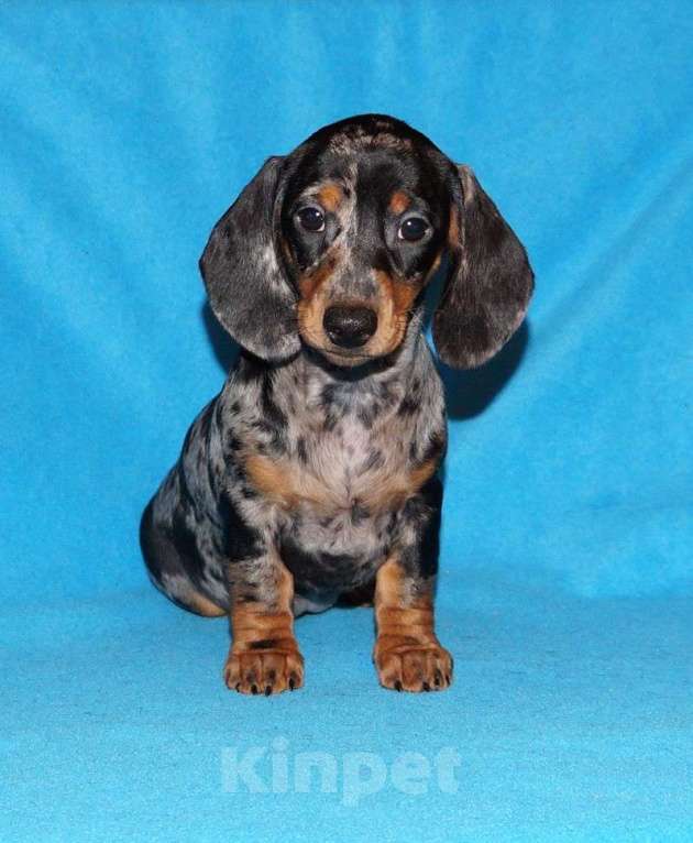 Собаки в Иваново: Такса стандартная г-ш. РКФ Мальчик, Бесплатно - фото 1