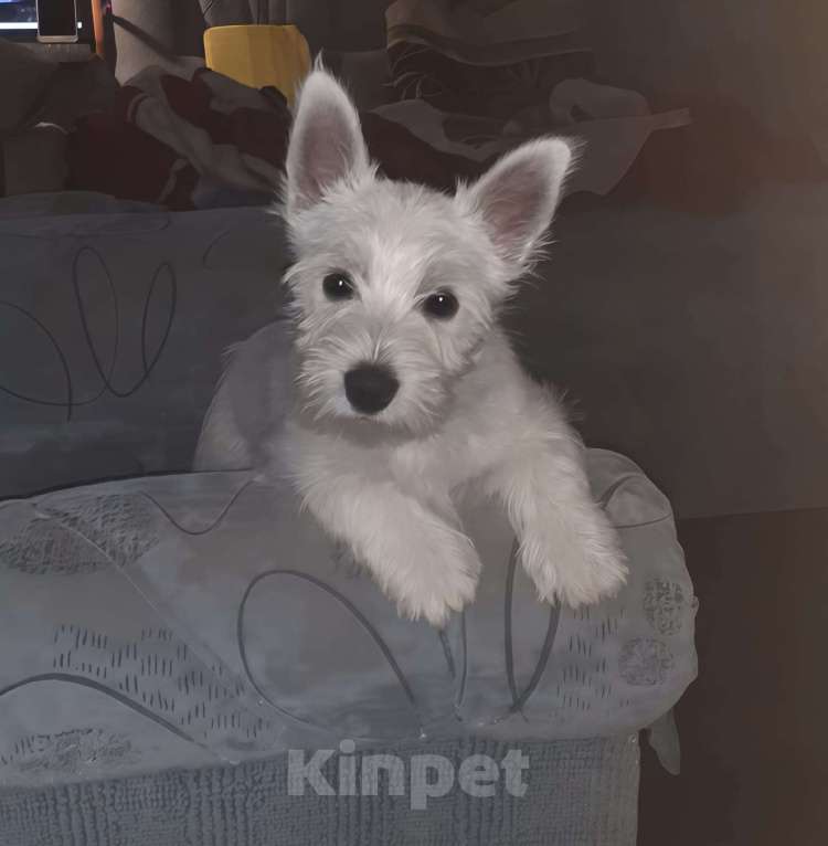 Собаки в Волгограде: Щенки 8естхайленд 8айт терьера Девочка, 65 000 руб. - фото 5