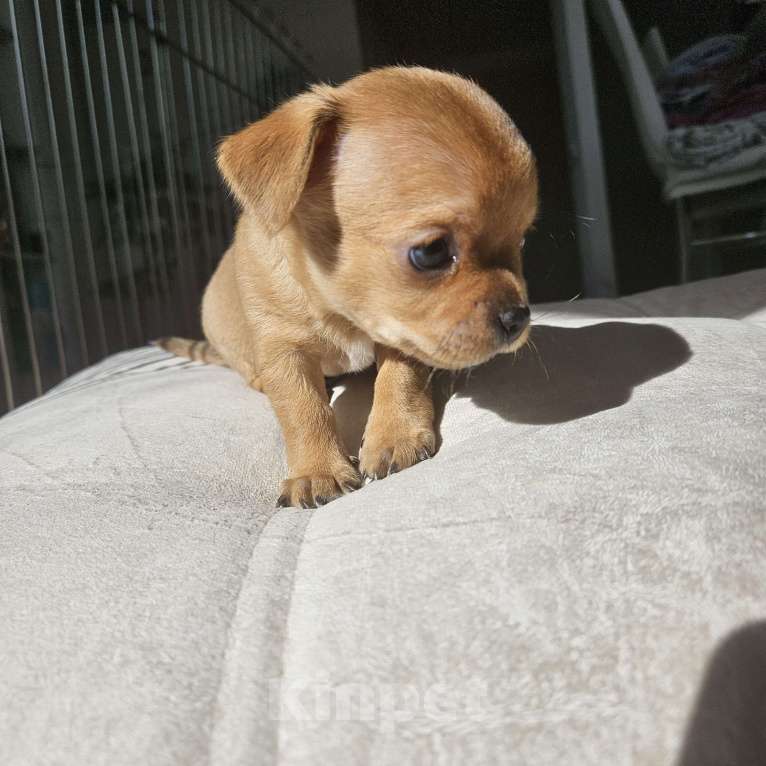 Собаки в Кирове: Девочка мини чихуахуа 2 Девочка, 20 000 руб. - фото 6