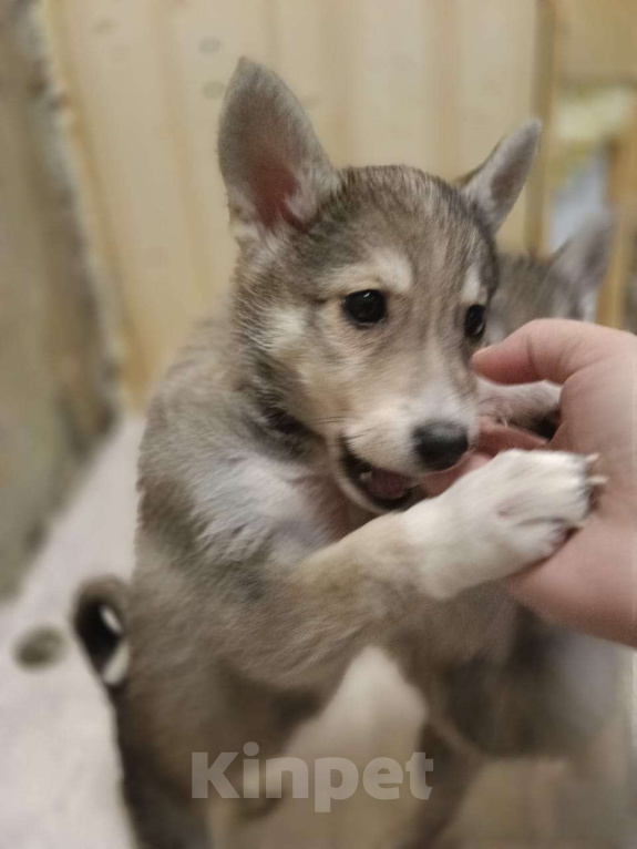 Собаки в Москве: Метис Лайки в добрые руки Мальчик, Бесплатно - фото 4