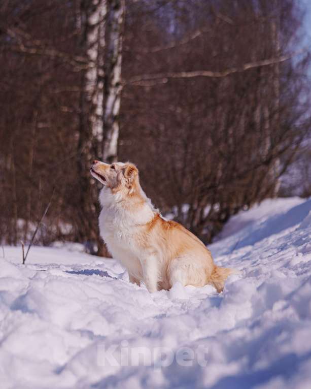 Собаки в Москве: Ищет дом красивый мальчик по кличке Беляшик Мальчик, Бесплатно - фото 9