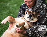 Собаки в Москве: Спокойный и дружелюбный пес Филя ищет дом! Мальчик, Бесплатно - фото 3