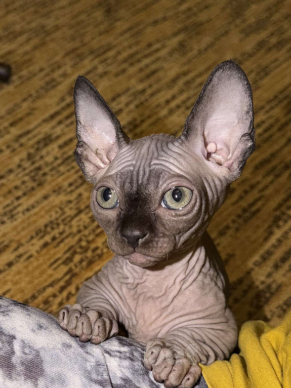 Кошки в Москве: Бамбино канадский сфинкс Разнополые, 25 000 руб. - фото 5