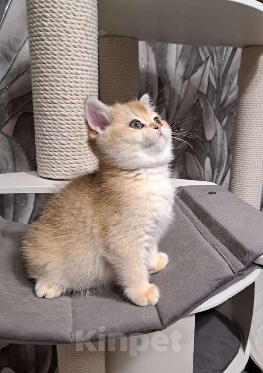 Кошки в Москве: Золотая шотландская девочка ny11 Девочка, 25 000 руб. - фото 2