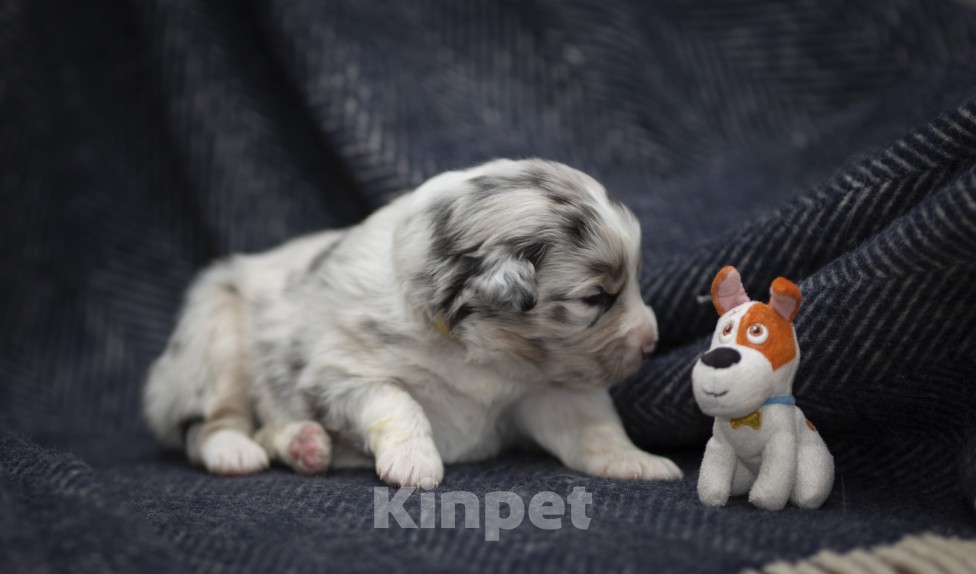 Собаки в Воронеже: Австралийская овчарка щенок девочка Девочка, 80 000 руб. - фото 2