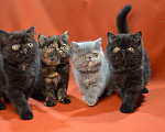 Кошки в Колпашево: Котята - Экзоты, 35 000 руб. - фото 1