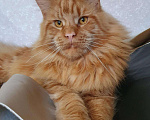 Кошки в Лукоянове: Котята Мейн- кунята.Вам на радость!, 10 000 руб. - фото 1