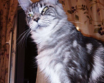 Кошки в Ливны: Мейн-кун котята, 40 000 руб. - фото 10