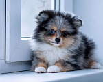 Собаки в Москве: Продаются щенки малого шпица Мальчик, 30 000 руб. - фото 5