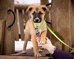 Собаки в Москве: Маленькое счастье - щенок Тишка ищет дом! Девочка, Бесплатно - фото 1