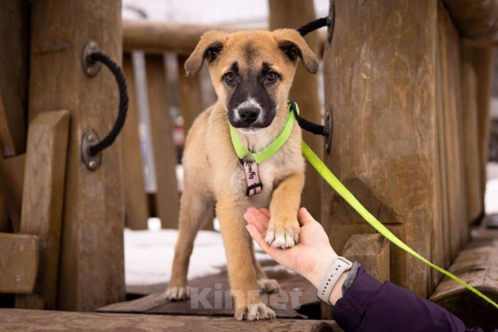 Собаки в Москве: Маленькое счастье - щенок Тишка ищет дом! Девочка, Бесплатно - фото 1