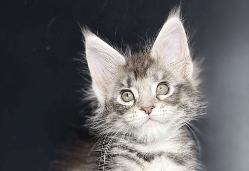 Серебристая тигрулька