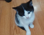 Кошки в Москве: котёнок девочка Девочка, Бесплатно - фото 1
