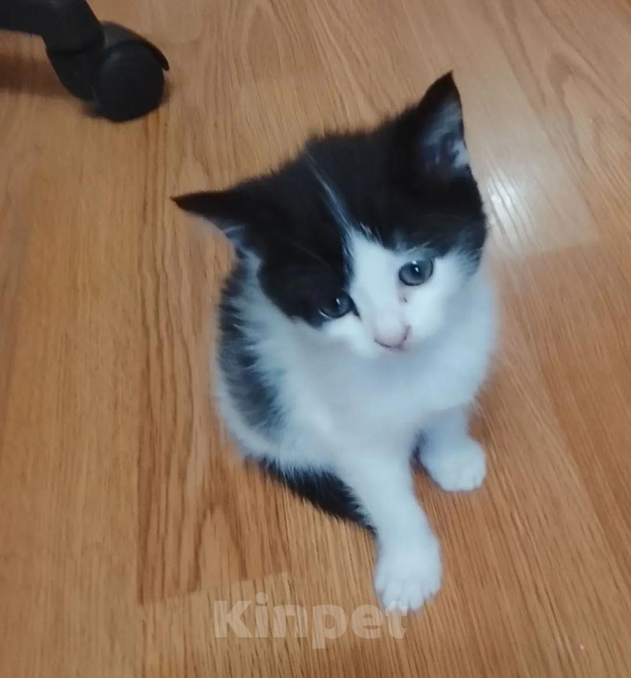 Кошки в Москве: котёнок девочка Девочка, Бесплатно - фото 1