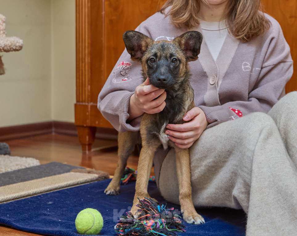 Собаки в Москве: Трогательный щенок Арчи очень ждёт свою семью! Мальчик, Бесплатно - фото 5