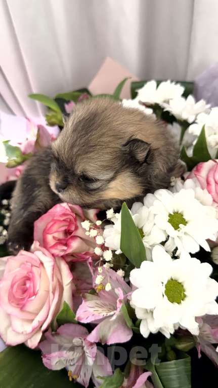 Собаки в Красноярске: Померанский шпиц 2 Мальчик, 50 000 руб. - фото 1