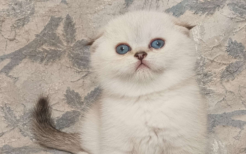 Шотландская вислоухая девочка окрас поинт ( как сиамский )