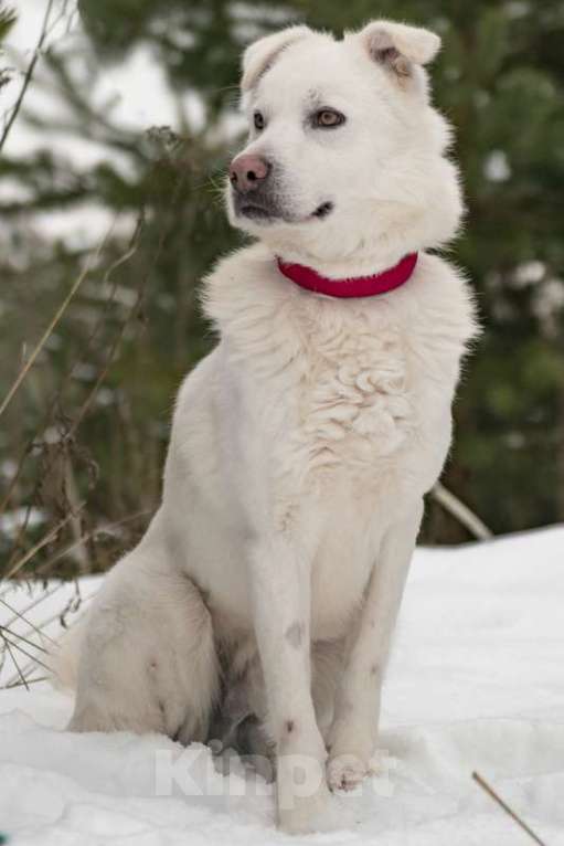Собаки в Москве: Розовоносый метис лабрадора Бадди в добрые руки Мальчик, Бесплатно - фото 6