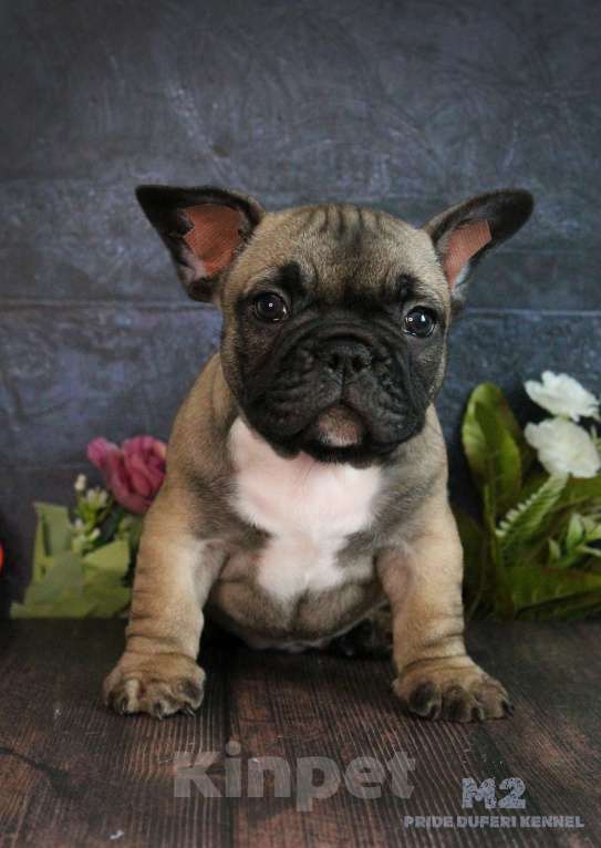 Собаки в других городах Воронежской области: Мальчик французик Мальчик, 60 000 руб. - фото 5