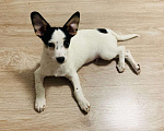 Собаки в Москве: Гладкошерстный белый щенок Риччи в добрые руки Мальчик, Бесплатно - фото 1