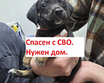 Собаки в Москве: Щенок, спасенный с СВО. Срочно нужен дом! Мальчик, Бесплатно - фото 2