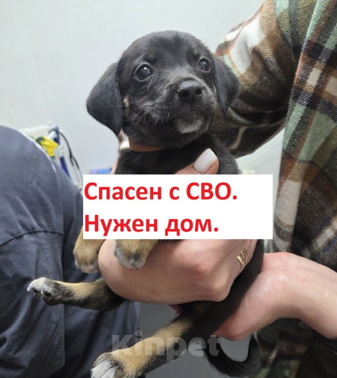 Собаки в Москве: Щенок, спасенный с СВО. Срочно нужен дом! Мальчик, Бесплатно - фото 2
