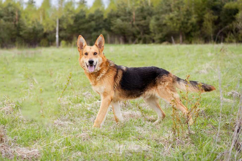 Собаки в Москве: Немецкая овчарка в дар Мальчик, Бесплатно - фото 3