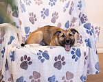 Собаки в Москве: Небольшая собачка, 14 кг в добрые руки Девочка, Бесплатно - фото 8