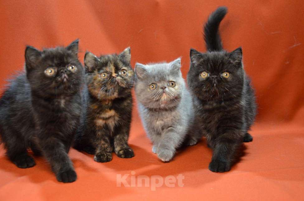Кошки в Колпашево: Котята - Экзоты, 35 000 руб. - фото 1